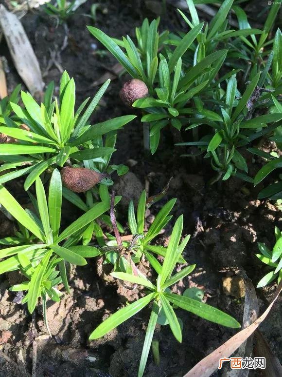 盆栽花卉种子,学盆栽花卉创业