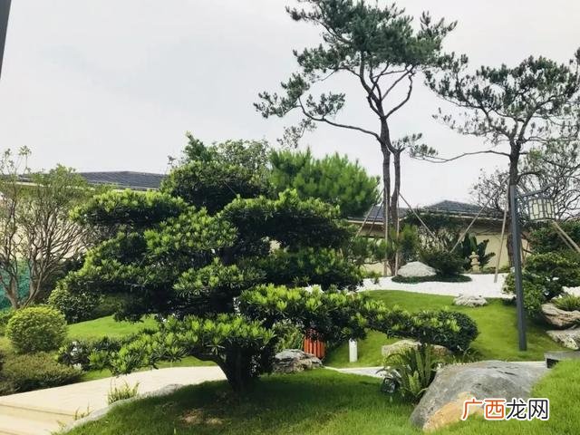 盆栽花卉种子,学盆栽花卉创业