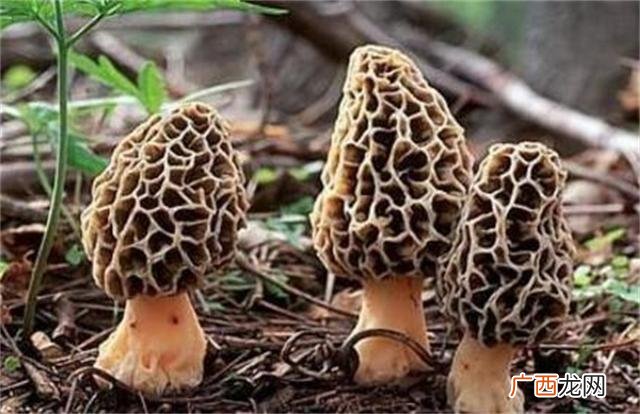 新鲜羊肚菌价格,羊肚菌创业策划书