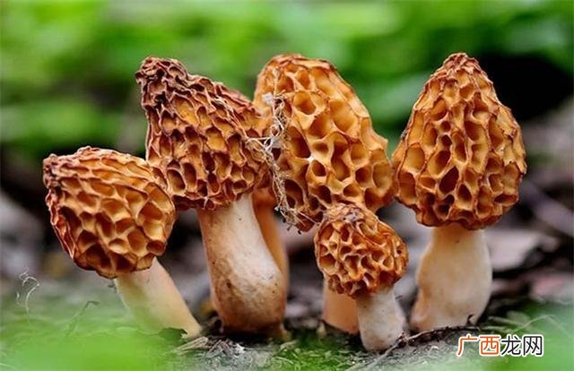 新鲜羊肚菌价格,羊肚菌创业策划书