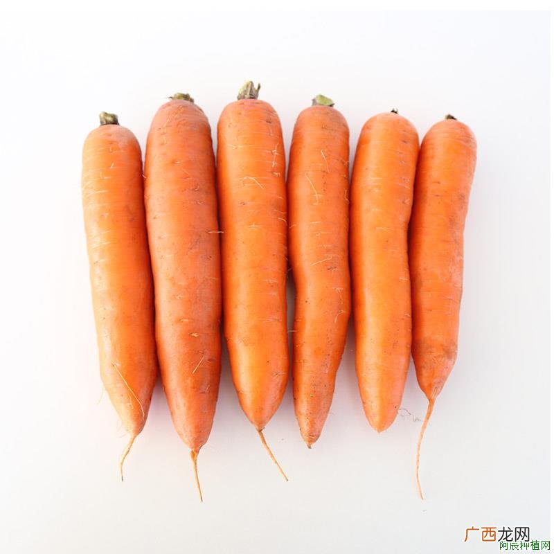 文竹的花种介绍