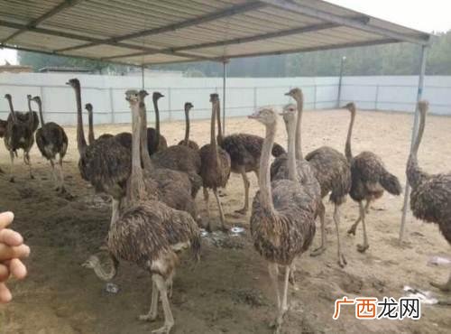 年轻人想在老家创业,在老家怎么创业