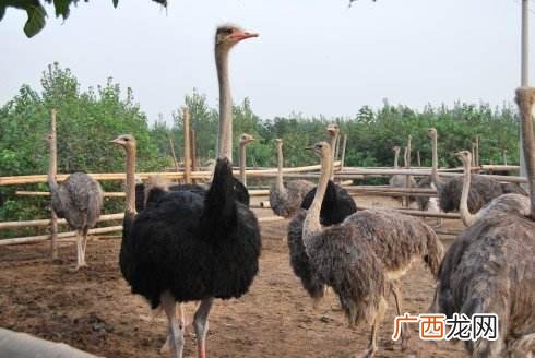 年轻人想在老家创业,在老家怎么创业
