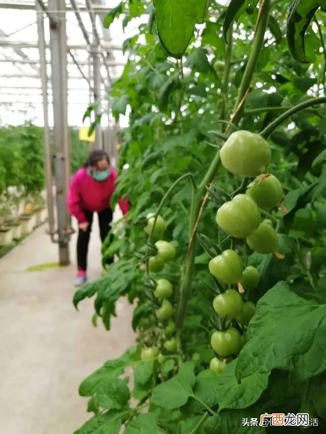 哈密国家现代农业园区 哈密创业小区到西戈壁