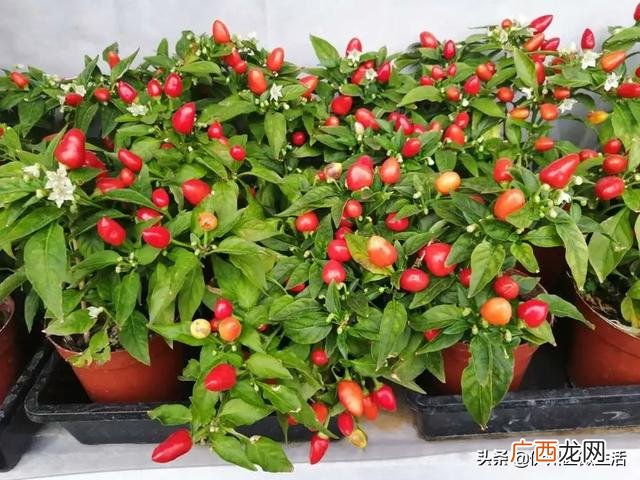 哈密国家现代农业园区 哈密创业小区到西戈壁