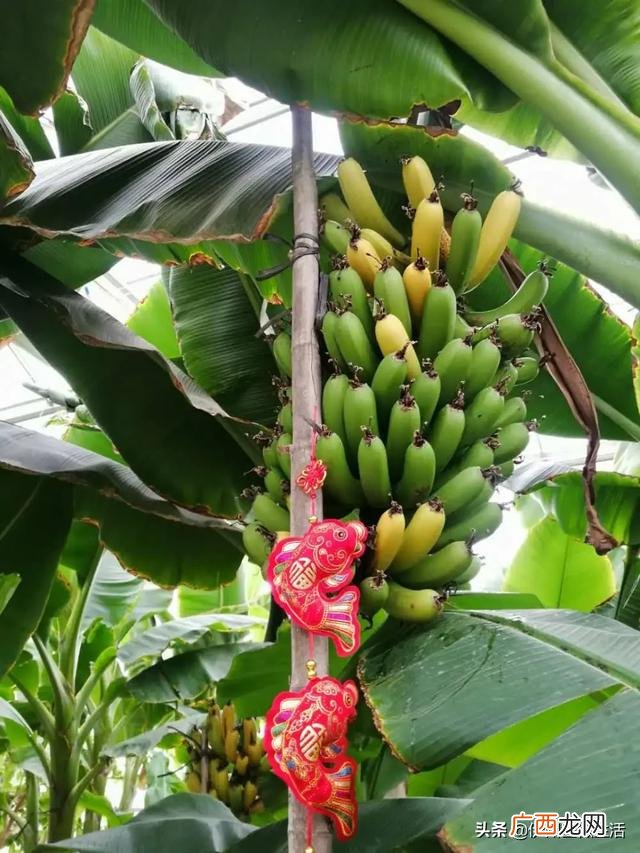 哈密国家现代农业园区 哈密创业小区到西戈壁