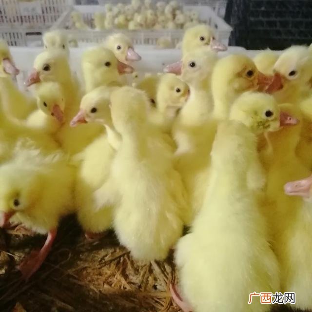 哪里有狮头鹅苗出售 贵港然鹅创业孵化基地
