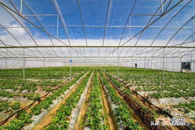 2017农村创业点子,2017年农村创业小项目