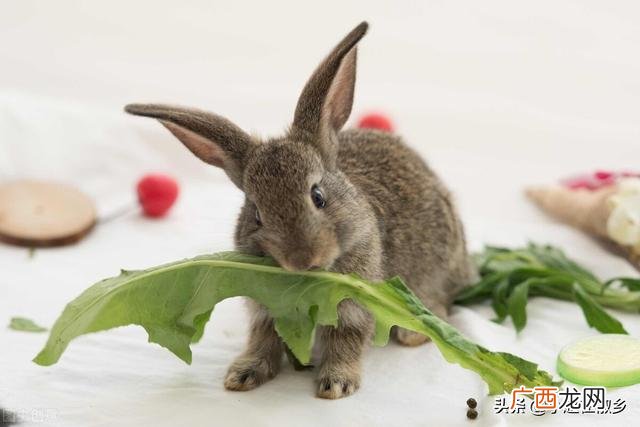 2017农村创业点子,2017年农村创业小项目