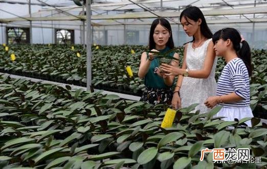 创业,农业创业的机会