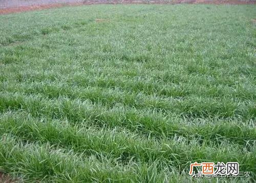 现在种植什么药材比较有前景,农村可以种植什么药材
