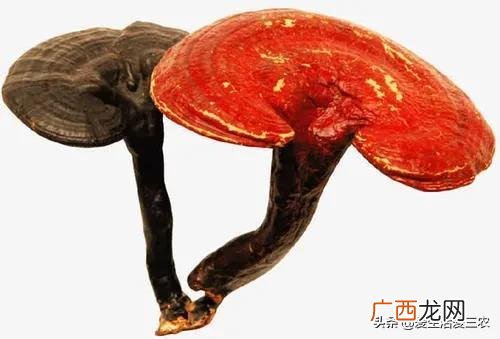 现在种植什么药材比较有前景,农村可以种植什么药材