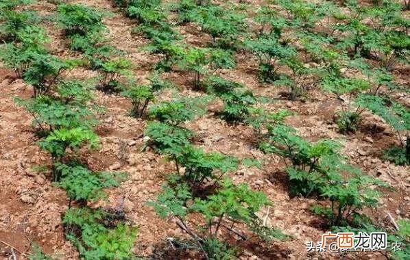 现在种植什么药材比较有前景,农村可以种植什么药材
