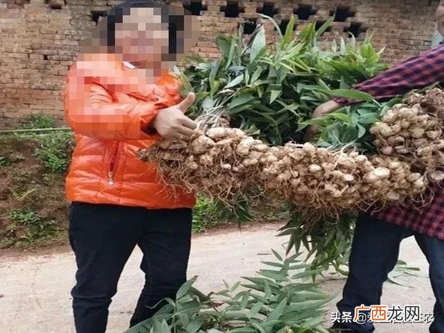 现在种植什么药材比较有前景,农村可以种植什么药材