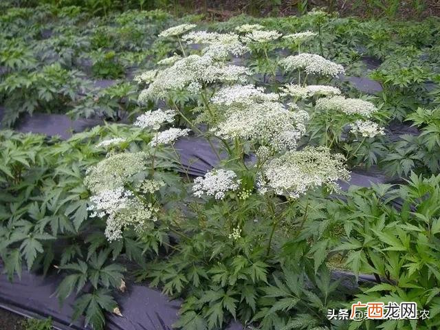 现在种植什么药材比较有前景,农村可以种植什么药材