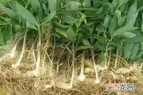 现在种植什么药材比较有前景,农村可以种植什么药材