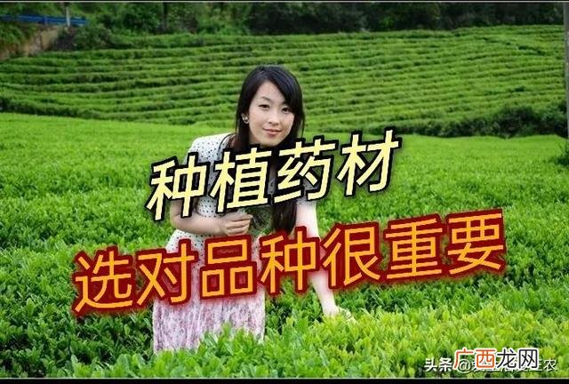 现在种植什么药材比较有前景,农村可以种植什么药材