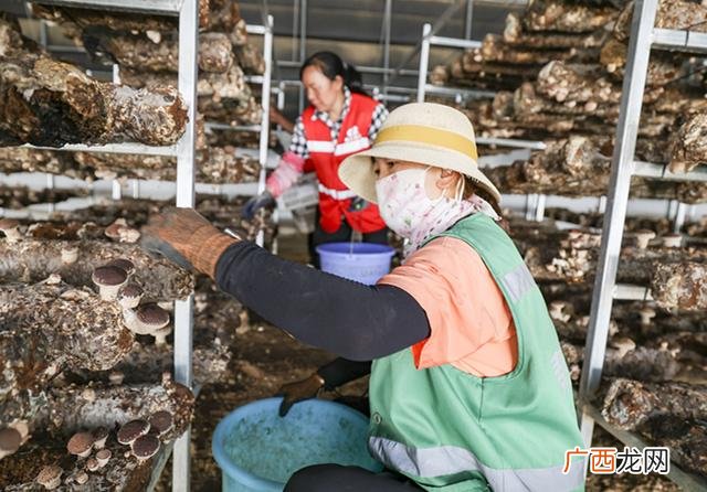 政府招商引资,食用菌招商引资项目简介