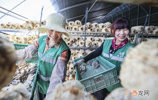 政府招商引资,食用菌招商引资项目简介