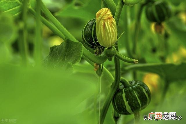 农村创业50个项目 在农村的好创业找项目