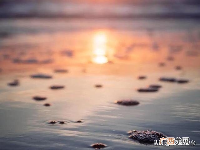 小囿赶海记,小杰赶海记