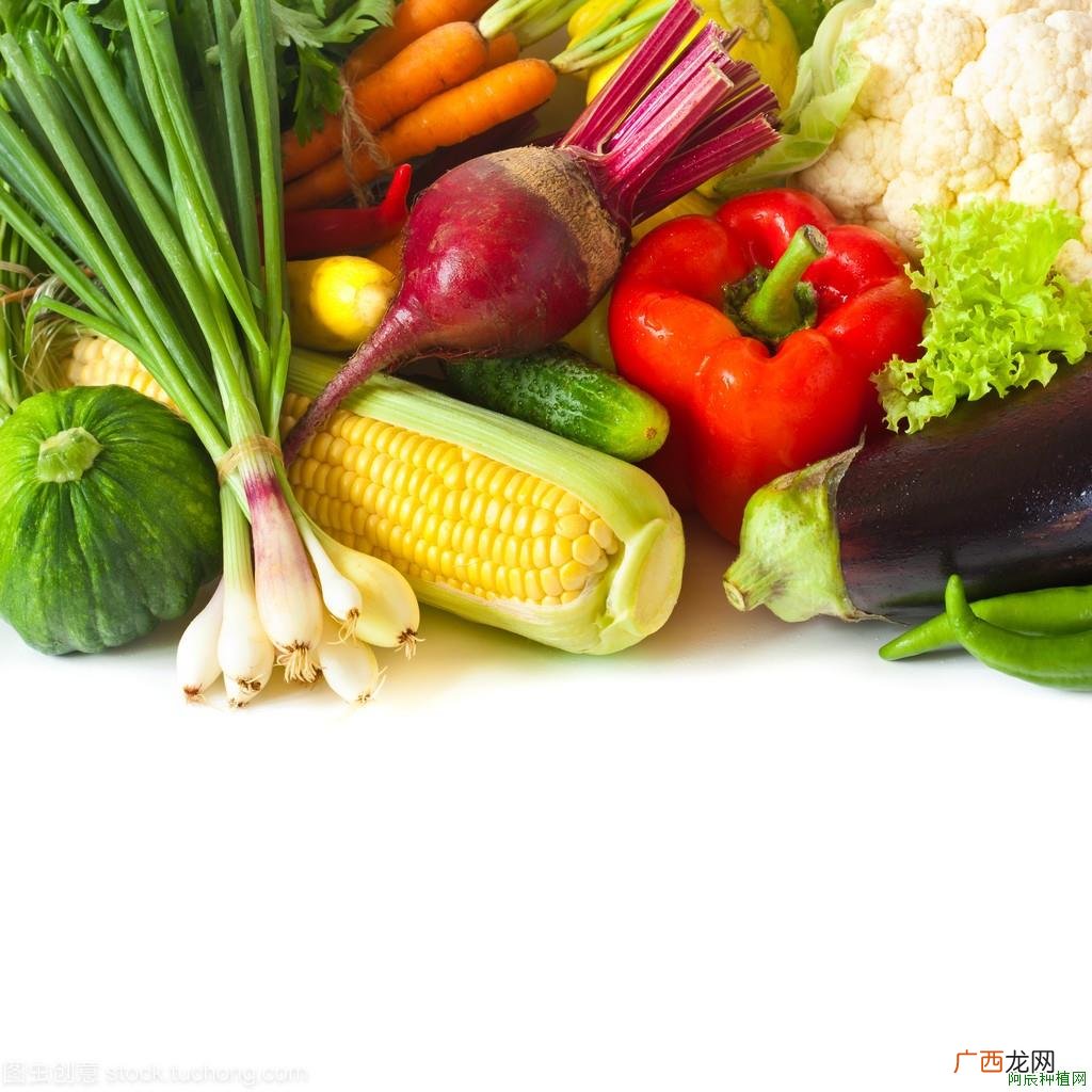 棱叶龙舌兰？怎么预防？