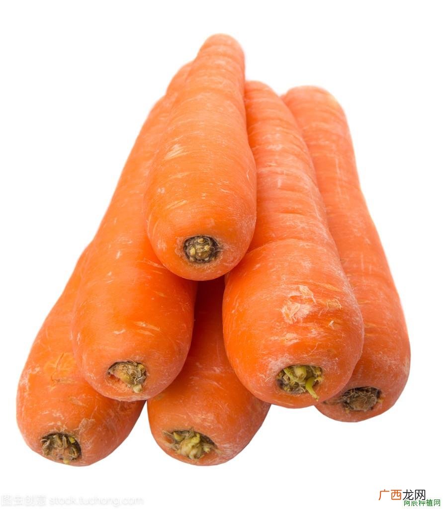 月光花花草简介【图】？一起来看看吧