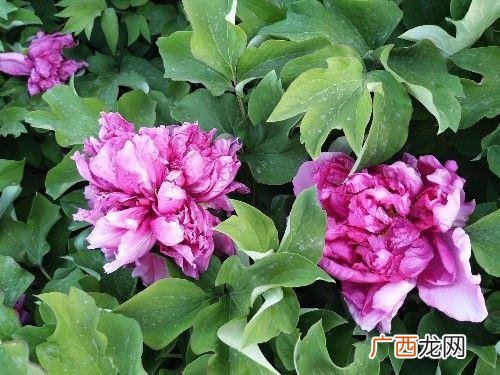 形容受折磨的句子,折磨人的句子