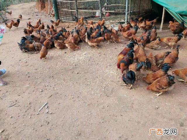 养鱼创业计划书,关于鱼的创业方向