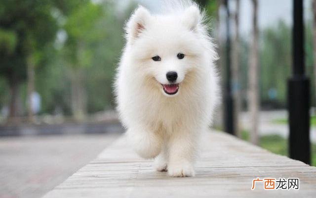 粘人又认主人的小宠物,什么品种小狗最聪明