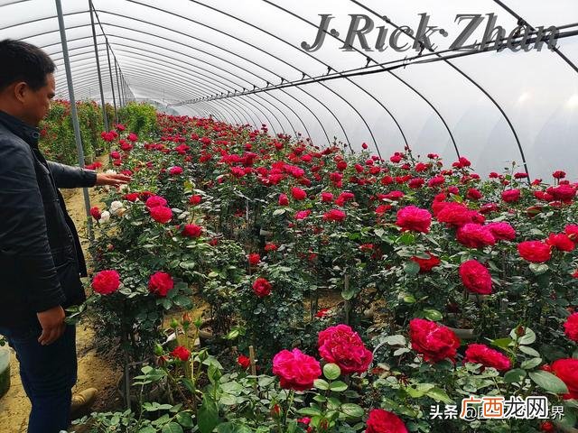 农作物植保员证怎么报名考试,园林园艺师证
