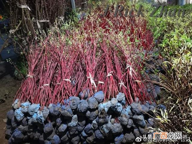 农作物植保员证怎么报名考试,园林园艺师证