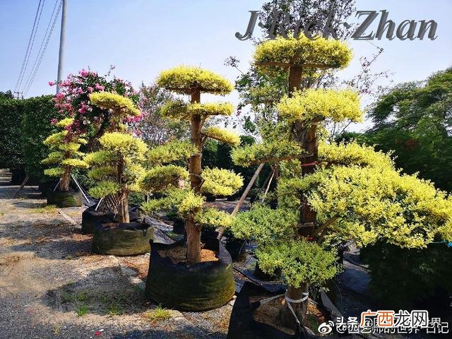 农作物植保员证怎么报名考试,园林园艺师证