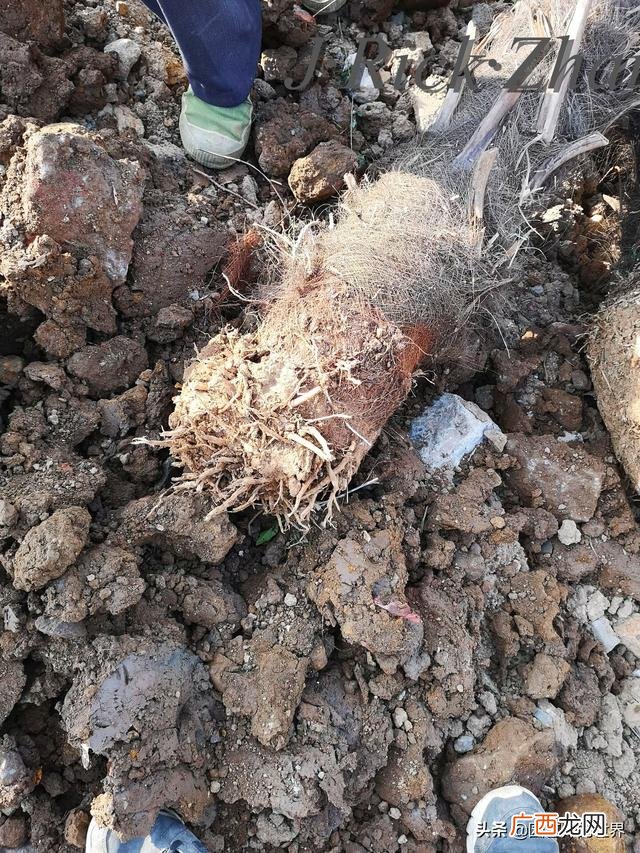 农作物植保员证怎么报名考试,园林园艺师证