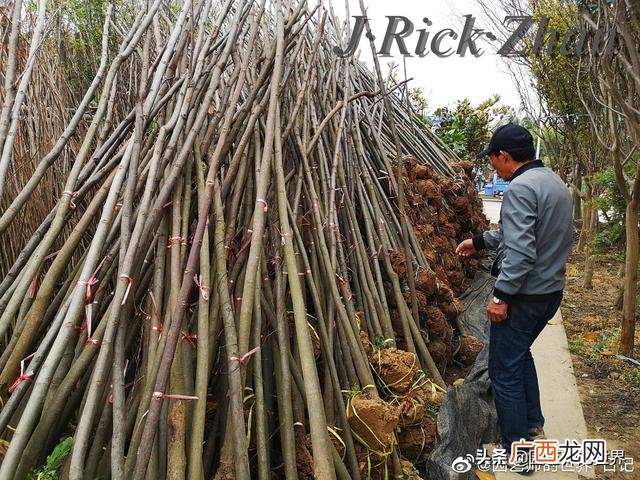 农作物植保员证怎么报名考试,园林园艺师证