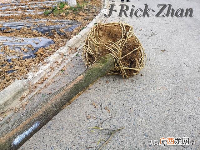 农作物植保员证怎么报名考试,园林园艺师证