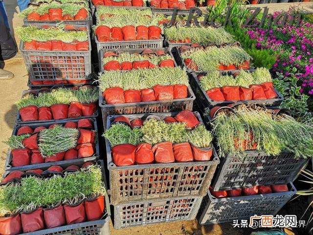 农作物植保员证怎么报名考试,园林园艺师证