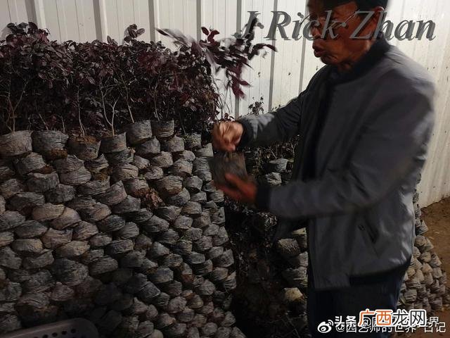 农作物植保员证怎么报名考试,园林园艺师证