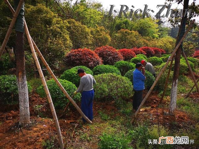 农作物植保员证怎么报名考试,园林园艺师证