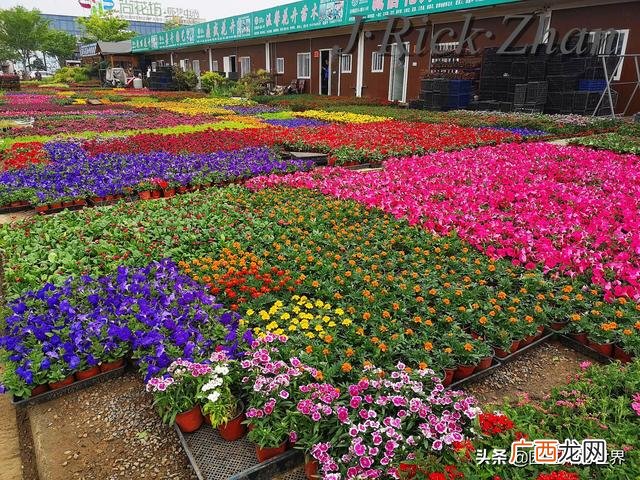 农作物植保员证怎么报名考试,园林园艺师证