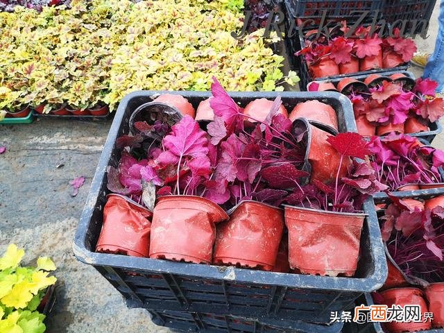 农作物植保员证怎么报名考试,园林园艺师证