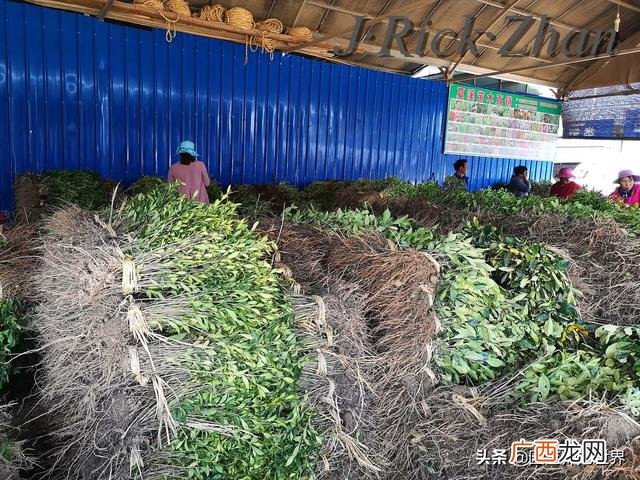 农作物植保员证怎么报名考试,园林园艺师证
