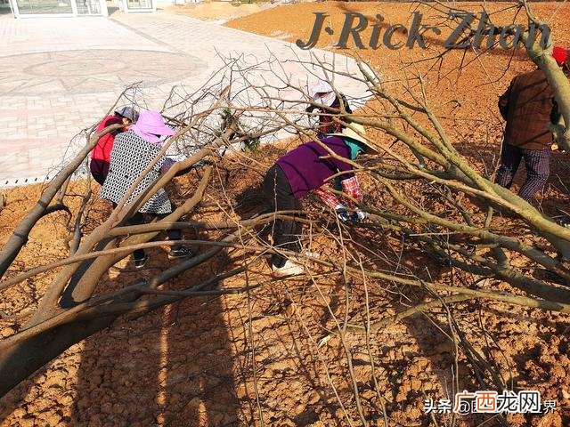 农作物植保员证怎么报名考试,园林园艺师证