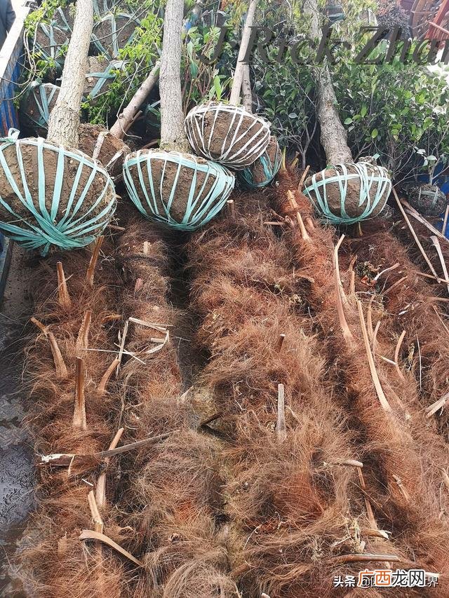 农作物植保员证怎么报名考试,园林园艺师证