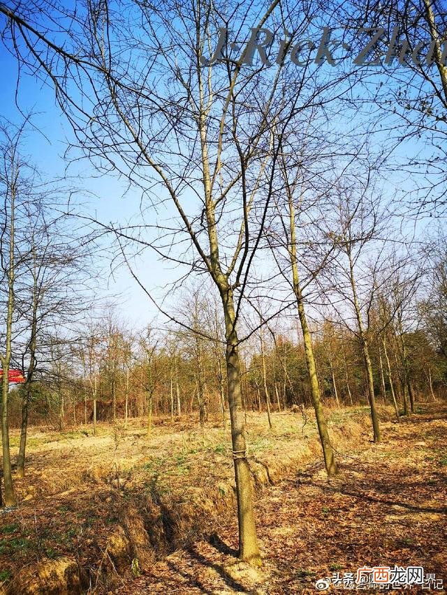 农作物植保员证怎么报名考试,园林园艺师证