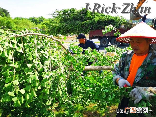 农作物植保员证怎么报名考试,园林园艺师证