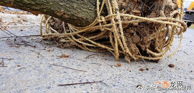 农作物植保员证怎么报名考试,园林园艺师证