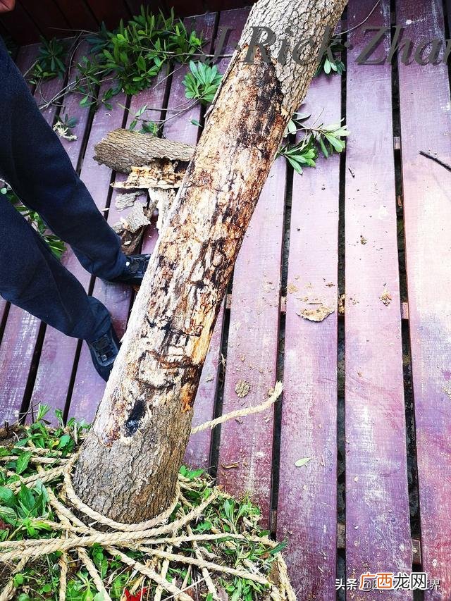 农作物植保员证怎么报名考试,园林园艺师证