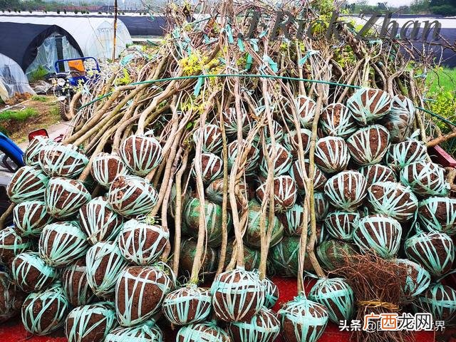 农作物植保员证怎么报名考试,园林园艺师证