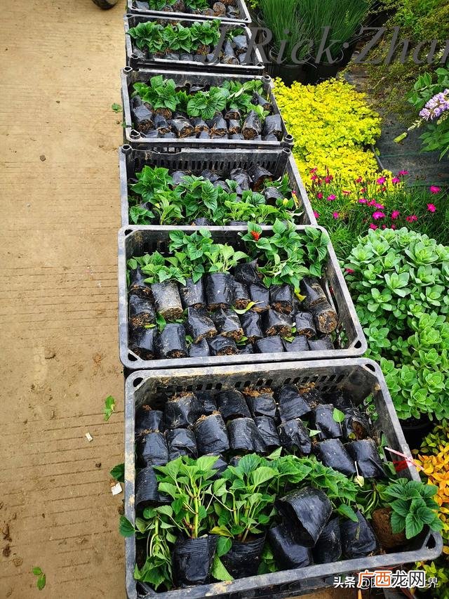 农作物植保员证怎么报名考试,园林园艺师证